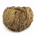 Rose of Jericho Flower - Miracle Resurrection Plant – Pack of 1- By Natural Farms