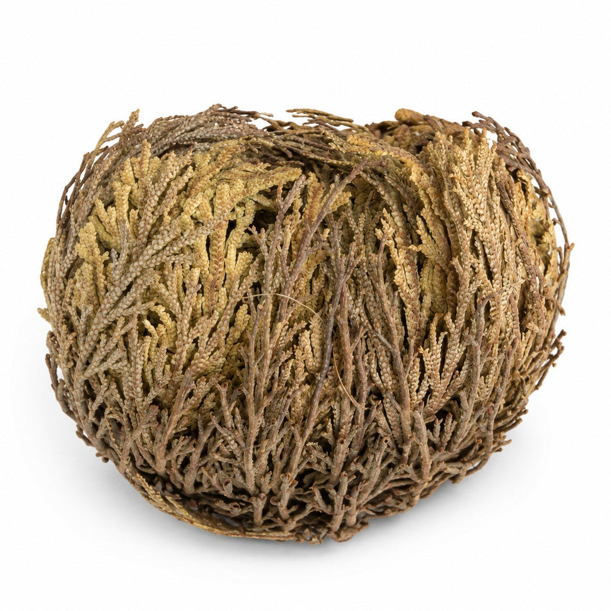 Rose of Jericho Flower - Miracle Resurrection Plant – Pack of 1- By Natural Farms