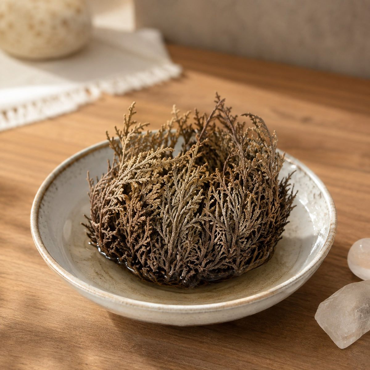 Rose of Jericho Flower - Miracle Resurrection Plant – Pack of 1- By Natural Farms